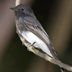 Black Phoebe